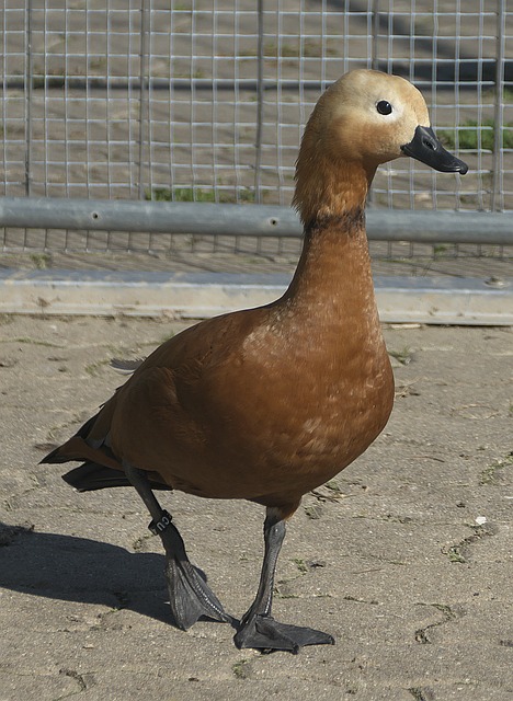 直播吧